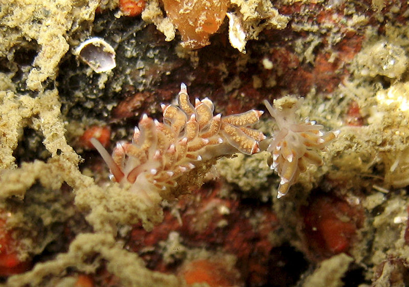 Eubranchus sanjuanensis